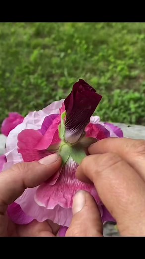How to Make a Hollyhock Doll | Nature-Based DIY Craft for Garden Kids