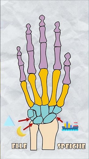 Handknochen einfach erklärt!