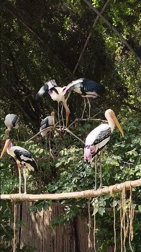 Painted storks at Chhatbir Zoo, Punjab, India
