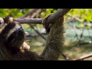 The Scottish Talking Animals - PART 2