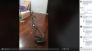 Fighting pythons drop from ceiling into family's home, woman captures attack in live video