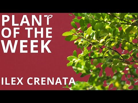 Plant of the Week - Ilex Crenata (Japanese Holly)