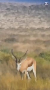 Two of our current favorite Springbok rams at Jules! | Jules of the Karoo Safaris