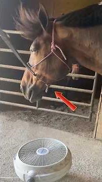 Horses Being Absolute Comedy Legends #shorts