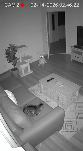 Night Watch: The Toy That Came Alive #catvideo #mystery #scary