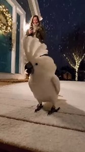 Cockatoo Fire Moves | Silly Shorts