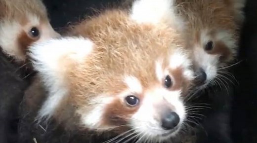 Red panda triplets are extremely rare—and adorable. | National Geographic