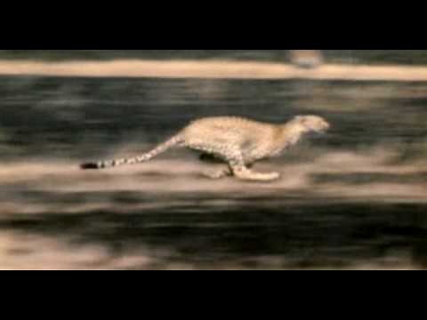 Cheetahs speed