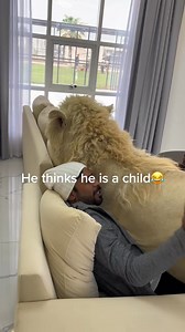 #baby #simba | James GailF