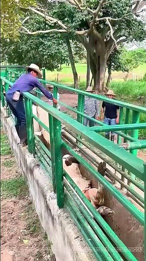 Leveraging Livestock: How Farmers Use Ropes to Raise Cattle