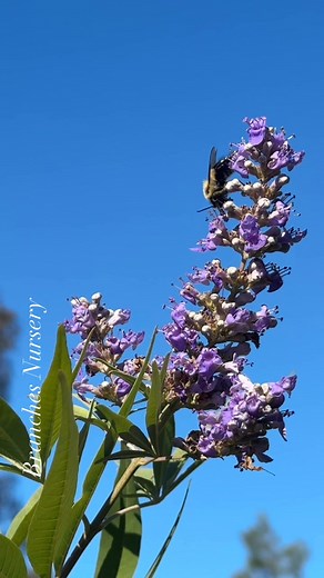 Texas Lilac should be a must for any yard in the south! This hardy, drought tolerant beauty can be grown as either a large shrub or small tree depending on how it’s pruned. It blooms from late spring until the first frost with the most intense blooms appearing from July thru August and pollinators love it! | Branches Nursery | Facebook