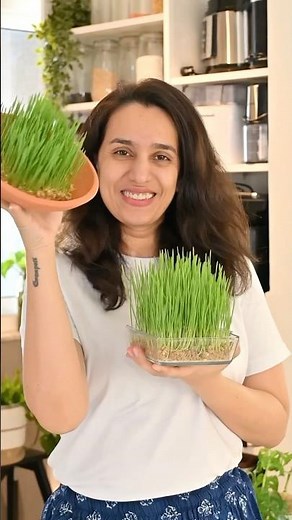 Wheat Grass Shots #asmrfood #veganrecipes #asmrcooking #recipe #microgreens #howtogrow #wheatgrass