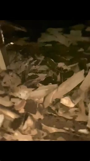 Lindaikejiblog on Instagram: "Ghanaian landlord arrested for removing tenant’s roof in Rivers The police in Rivers state have arrested a Ghanaian national identified as Samuel Frimpong for allegedly removing the roof of his tenant, Anozie Tochukwu, who resides at No. 7 Chief Chike Street, Mgbuoba, in the Obio/Akpor Local Government Area of the state. According to reports, Frimpong removed the roof on Tochukwu;s apartment after he failed to vacate his premises following the expiration of a two-we