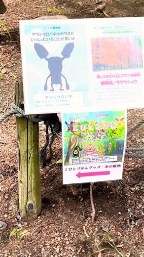 "KOBITODUKAN" Mito City Botanical Park Kobitodukan Event #Kobitodukan #KobitoZukan #shorts
