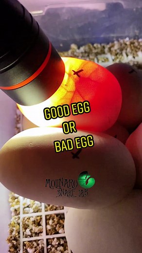 Snake Egg Candling: All You Need to Know