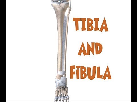 Tibia and Fibula Anatomy (leg bones)