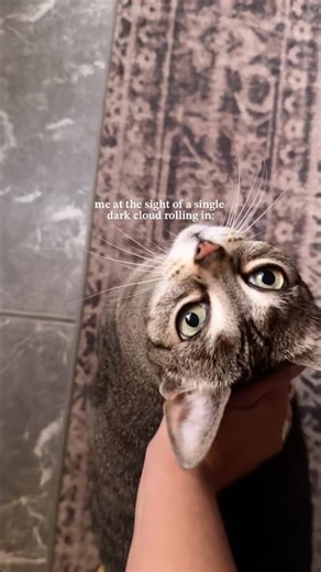 There really is no other option 🌧️🧩🍿✨ #CozyHome #RainyDayVibes #CozyLoving #SlowLiving #CatsOfYT