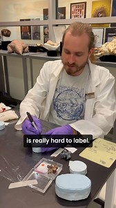 The Museum’s #EarthSciences department has been using an innovative method to label fossil molds. Join us at the Museum on Monday, May 6 from 9 a.m. – 12 p.m. for special Science on the Spot where our Earth Sciences team will discuss this innovative technique. No special ticket is required for #ScienceontheSpot, only general Museum admission. It’s important to be able to make copies of fossils for research and education. One way we do this is with molding and casting. We have over 700 molds of M