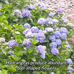 3K views · 25 reactions | How to change hydrangea color 朗 | Handimania | Facebook