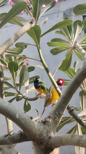 "Morning sunlight… everyone enjoying the new day. But sometimes, even in all this beauty, a tiny heart stops. We try our best — and we feel every loss. 🕊️💛" "صبح کی دھوپ، خوبصورت منظر… سب خوش ہیں۔ مگر اسی خوبصورتی میں کبھی ایک ننھا دل رک بھی جاتا ہے۔ ہم پوری کوشش کرتے ہیں — اور ہر نقصان دل سے لگتا ہے۔ 🕊️💛" #AviaryLife #MorningSunlight #FeelEveryLoss #BirdLovers #NatureEmotions #Ahsaanelahi #viralvideo #aviarygarden | Ahsaan Elahi