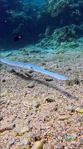 The Bluespotted Cornetfish!!!