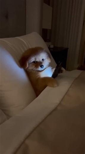 Puppy Gets Caught Using Phone After Bedtime! 😳📱