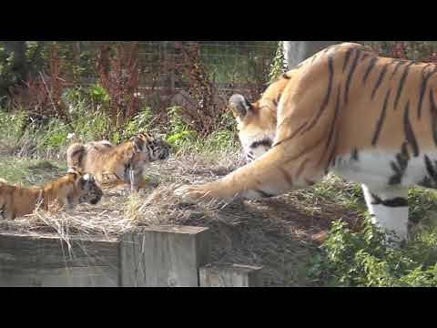 Tiger cubs and dad at Whipsnade Zoo