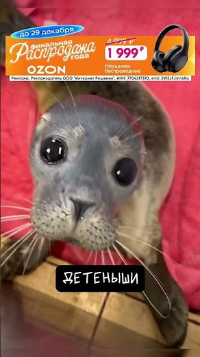 Seals 🦭 Interesting Facts