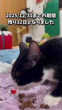 2025/11/29❤️ご支援ありがとうございますm(_ _)m下半身麻痺猫あいかなちゃん🐈‍⬛12匹の仲間たち#あいかな#ごまだんご#下半身麻痺猫#心臓疾患猫#鍼灸治療#クラファン挑戦中