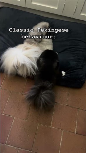 Dog tag #themidghamestate #pekingese #funnyvideo