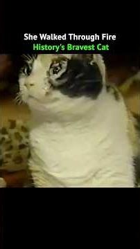 History's Bravest Cat That Walked Through Fire To Save Her 5 Kittens। Scarlett