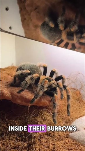 Spiders Have PET Frogs?! 😳🕷️ #tarantula #animalfacts #wildlife #weirdnature #shorts