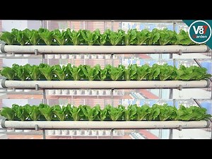 Space-Saving Gardening: Grow Curly Cabbage in a PVC Pipe at Home