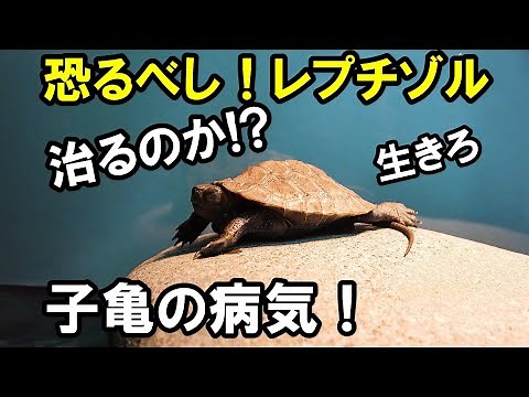 【亀の病気：ハーダー氏腺炎】万能薬レプチゾル！『カメ水槽⑮』