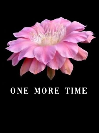 One last time. #lyrics #fyp #foryoupage | song with lyrics