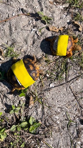 CROW - Clinic for the Rehabilitation of Wildlife on Instagram: "We are caring for a young gopher tortoise with a squishy shell! The patient is the larger of the two hatchlings in the video. The tortoise (patient 25-4846) was brought to us after being found with injuries to its carapace. Upon examination, we determined that the tortoise's carapace and plastron (upper and lower shell) were softer than expected, suggesting a possible nutritional deficiency. We often admit hatchling tortoises that h