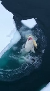 355K views · 747 reactions | Polar Bear Jumps Into Water, Shark...