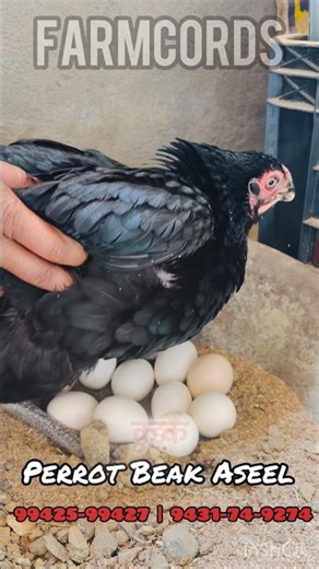 Koodak Murgi Aseel Perrot Beak | Dewi Murgi Palan