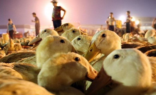 Army of 100,000 Chinese Ducks Ready to Fight Locust Plague
