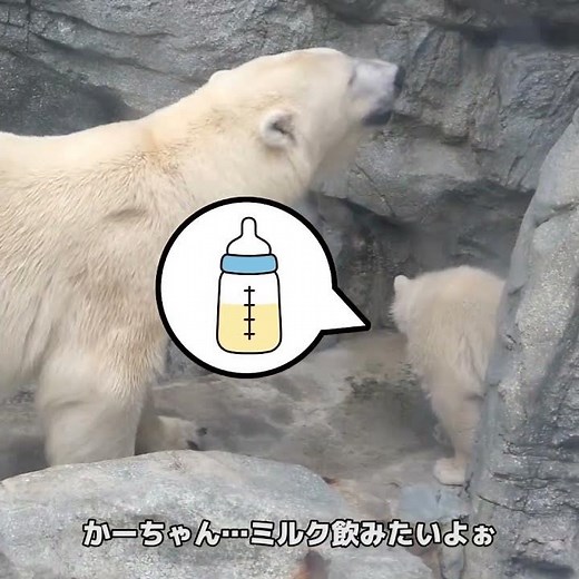 Momota Wants to Nurse | Polar Bear