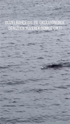 GÜZELBAHÇE’DE YAŞIYORUM🔹 MEDYA on Instagram: "GÜZELBAHÇE 60. YIL OKULU ÖNÜNDE DENİZDEN YÜZEREK DOMUZ ÇIKTI Güzelbahçe 60. Yıl Okulu önünde bugün ilginç bir doğa olayı yaşandı. Sahildeki vatandaşlar, denizden yüzerek karaya çıkmak için ilerleyen bir domuzu şaşkınlıkla izledi. Domuzun denize nereden girdiği ve ne kadar yol kat ettiği bilinmiyor, ancak karaya yaklaştığında oldukça yorgun olduğu gözlendi. Genellikle yollarda veya parklarda gördüğümüz domuzları bu kez denizin ortasında görmek, hem ş