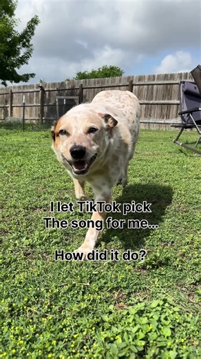 TikTok Picks Hilarious Song for Awkward Cattle Dog