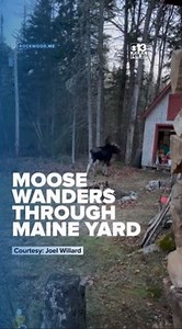 Check it out! A Maine moose was caught on camera wandering through a yard in Rockwood near Moosehead Lake! #myMaine | WGME CBS 13 News, Portland