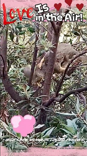Squirrel Courtship and Mating - Love is in the Air | #wildlife #squirrel #love #mating #flirting