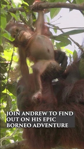 Orangutan Baby #orangutan #orangutans #borneo #kalimantan