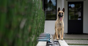 How Family Protection Dogs Are Changing Home Security Across the U.S.