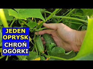 Spray Cucumbers Immediately. Cucumbers Are Sick. What to Spray Field Cucumbers with Against Downy...