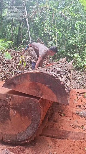 Holzspaltung im Wald: Wie Kraft und Technik die Natur formen