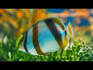 Watch This Beautiful Butterflyfish in a Marine Aquarium – Nature’s Colorful Masterpiece