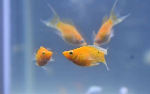 Are Molly Fish Aggressive? | 18 Things Must Know